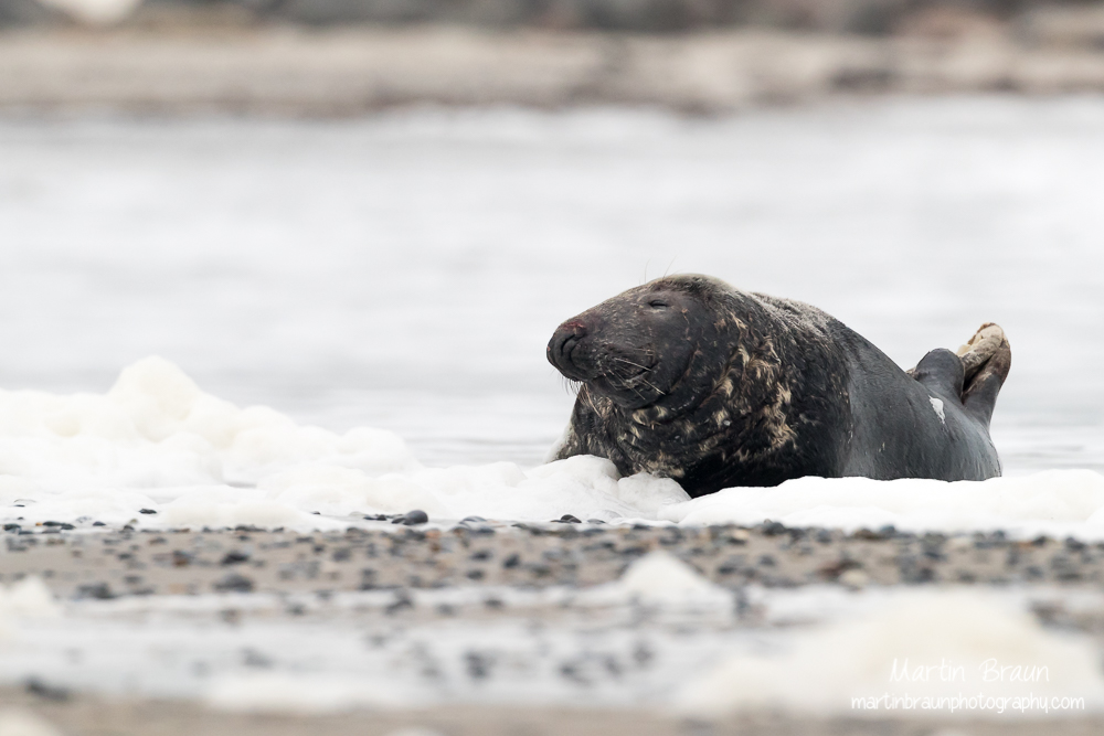Kegelrobbe I Grey seal I Halichoerus grips -- Schleswig-Holstein I Germany I Wildlife