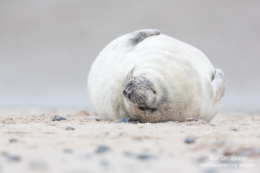 Kegelrobbe I Grey seal I Halichoerus grips -- Schleswig-Holstein I Germany I Wildlife