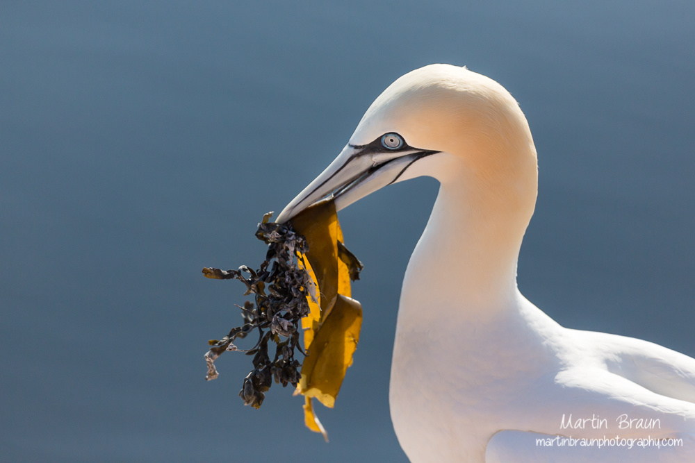 Basstölpel I Northern gannet I Morus bassanus  -- Schleswig-Holstein I Germany I Wildlife